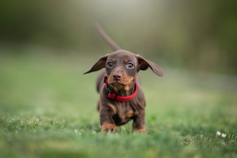 Dachshund