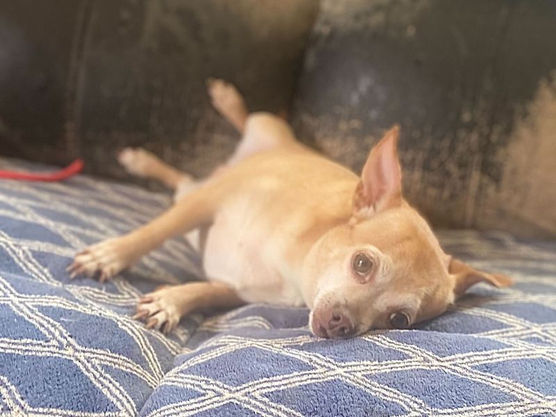 Chihuahua