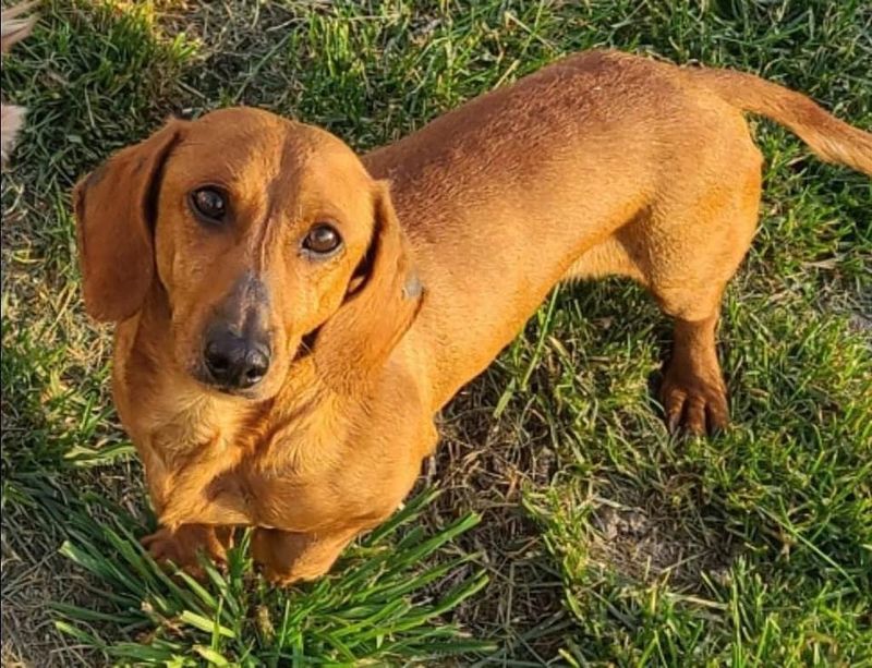 Dachshund