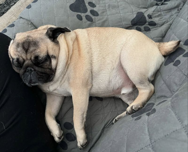 Pug