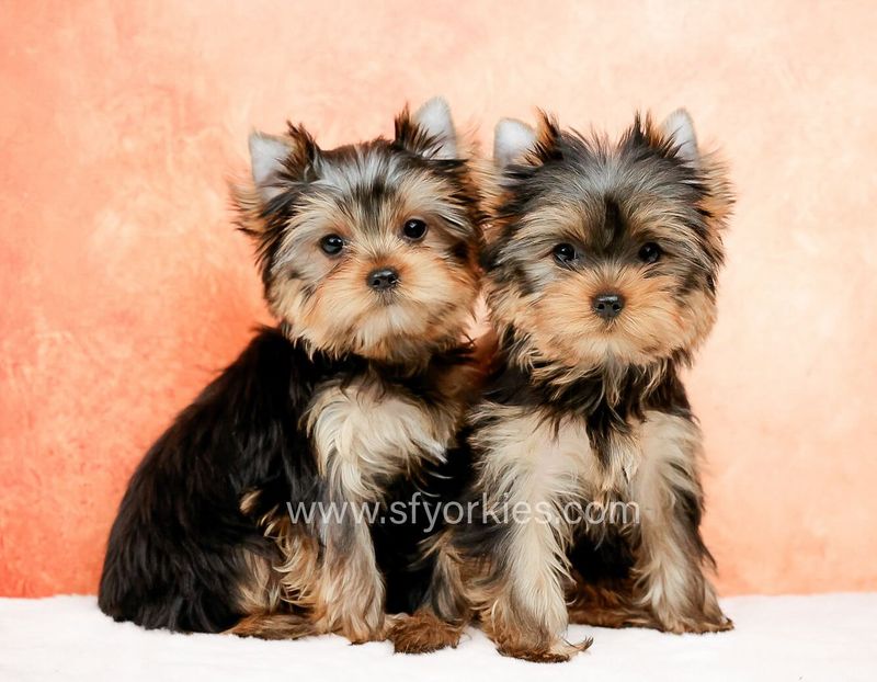 Yorkshire Terrier