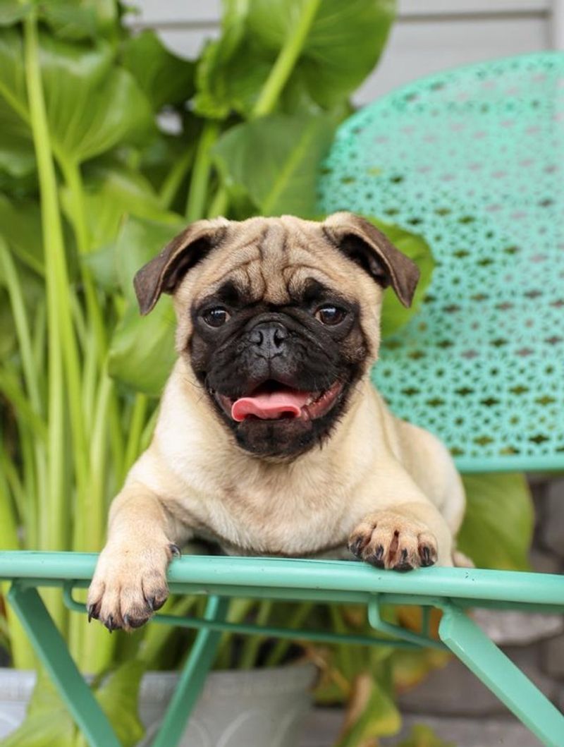 Pug