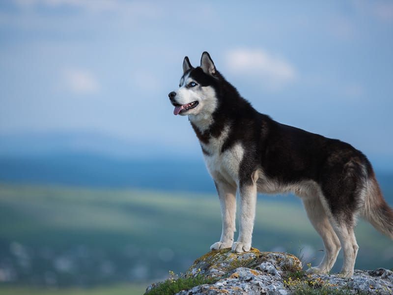Siberian Husky