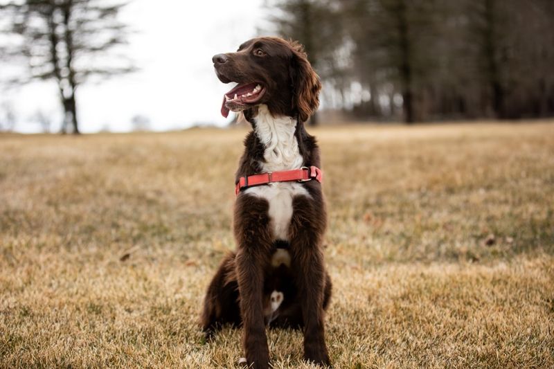 Irish Setter