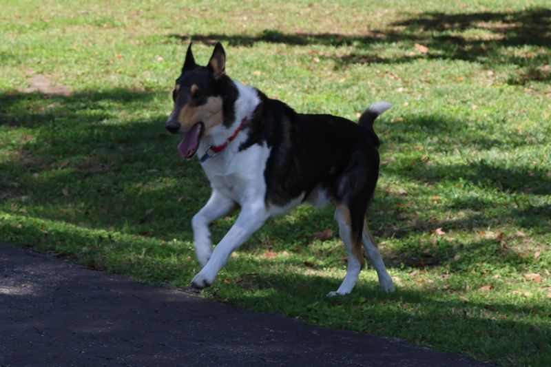 Collie