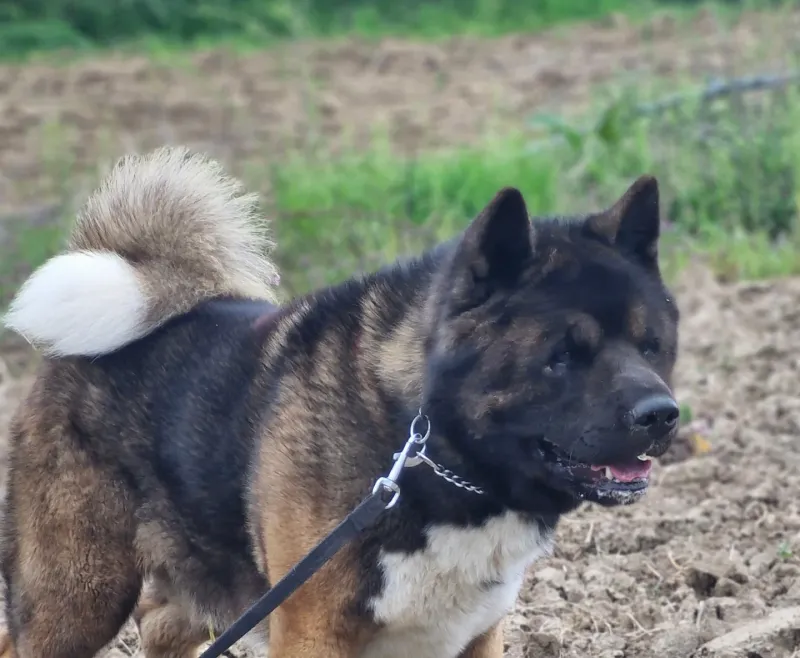 Akita