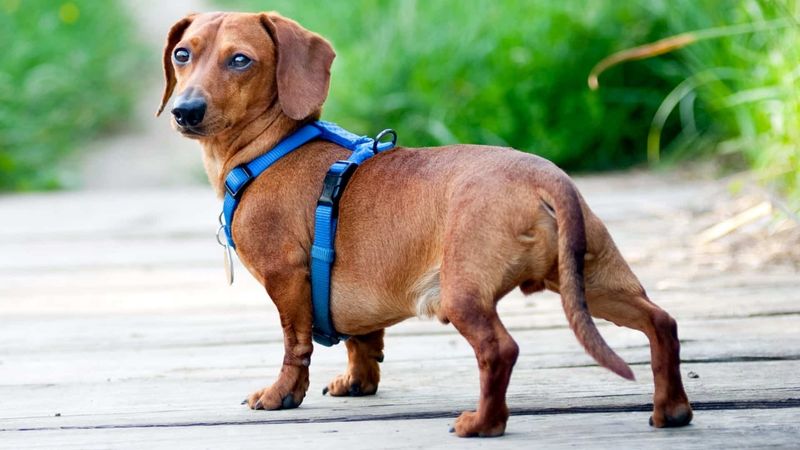 Dachshund