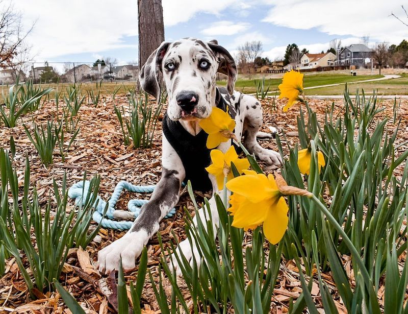 Great Dane