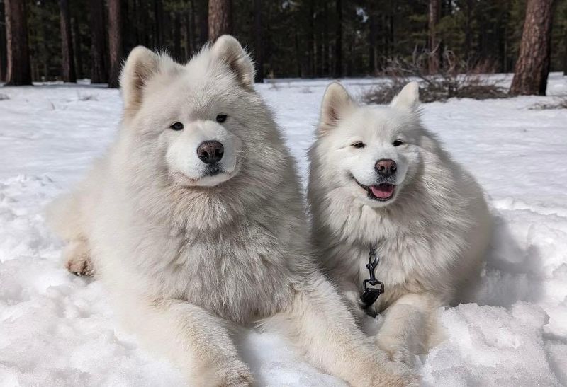 Samoyed