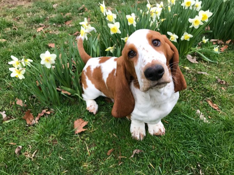 Basset Hound