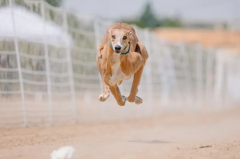Greyhound