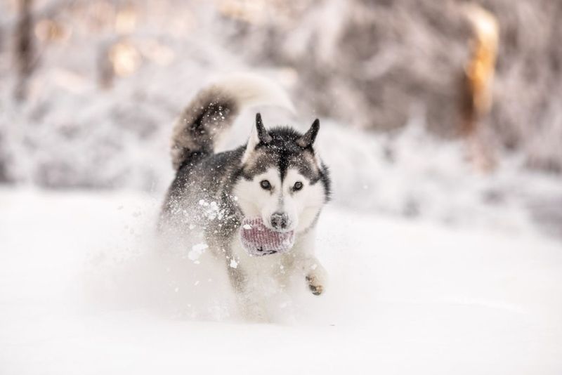 Siberian Husky