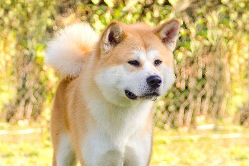 Akita