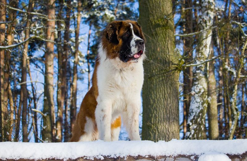 St. Bernard