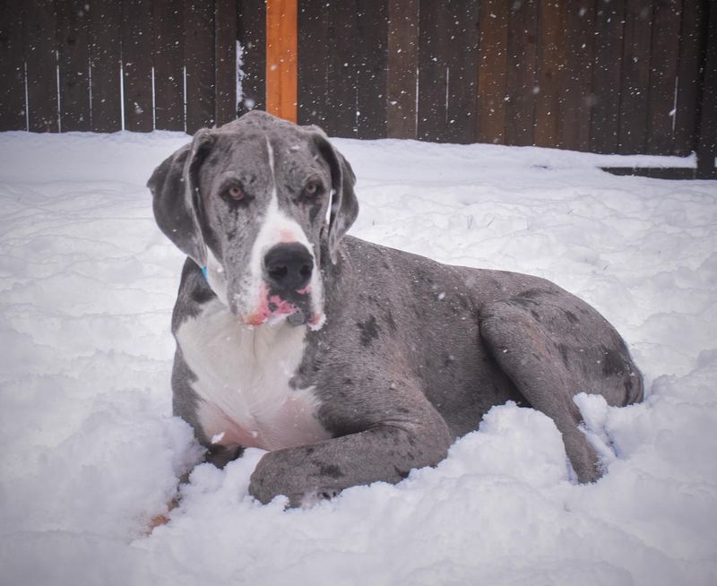 Great Dane