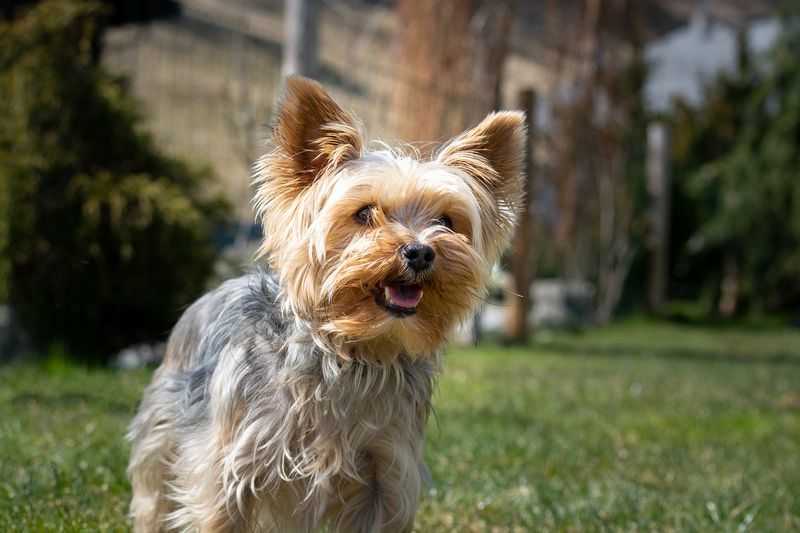 Yorkshire Terrier