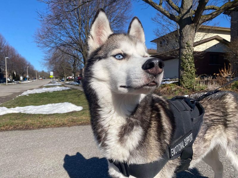 Siberian Husky