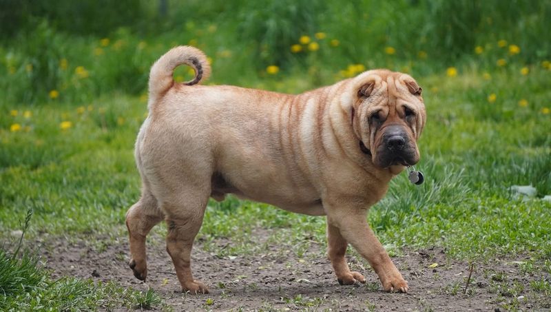 Shar Pei