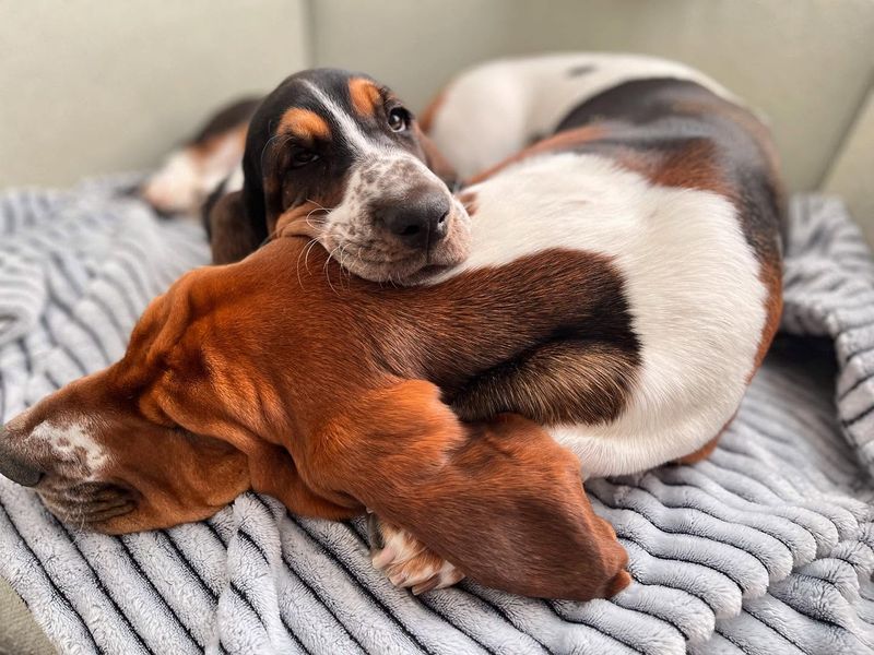 Basset Hound