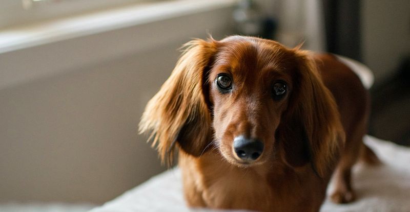 Dachshund