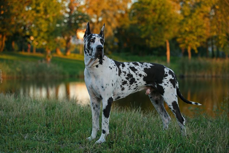 Great Dane