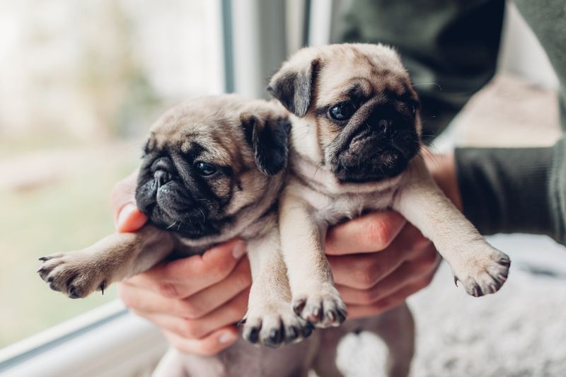 Pug