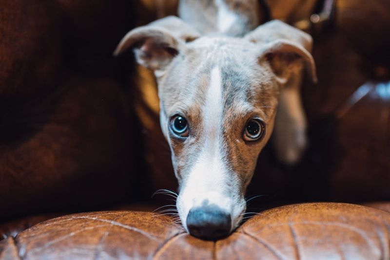Whippet