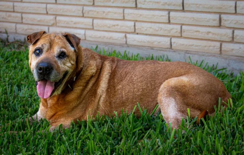 Shar Pei