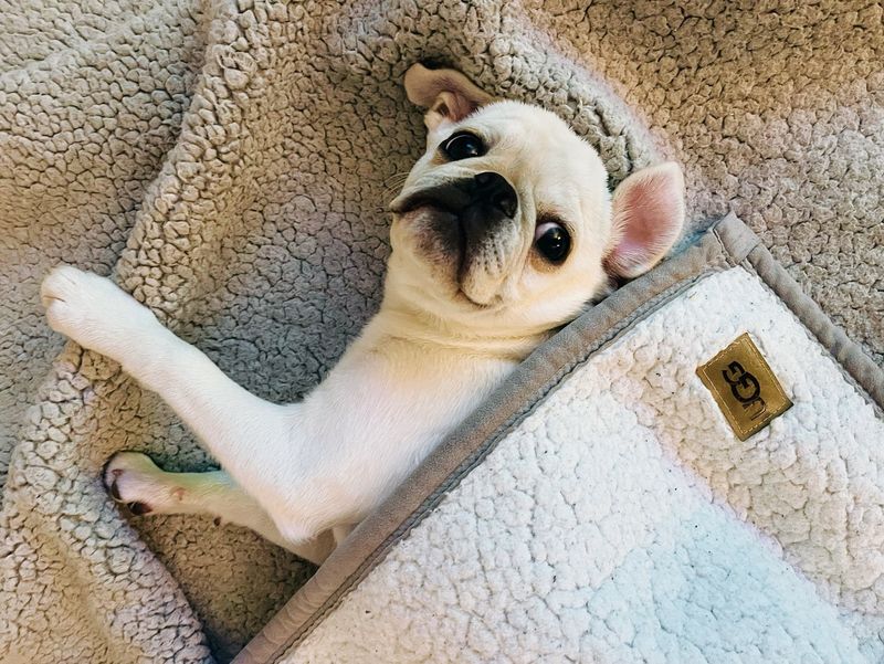 Pug