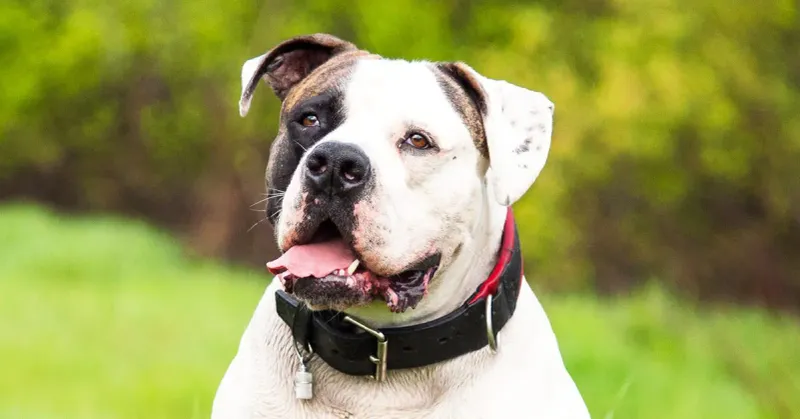 American Bulldog