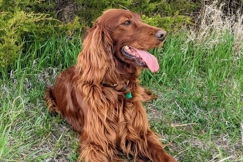 Irish Setter