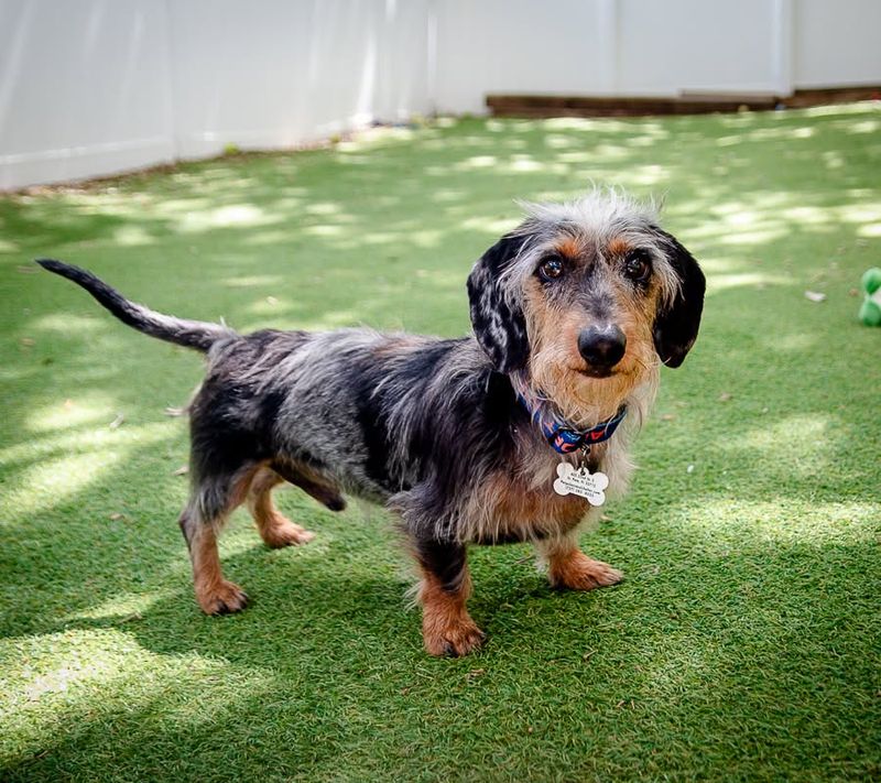 Dachshund