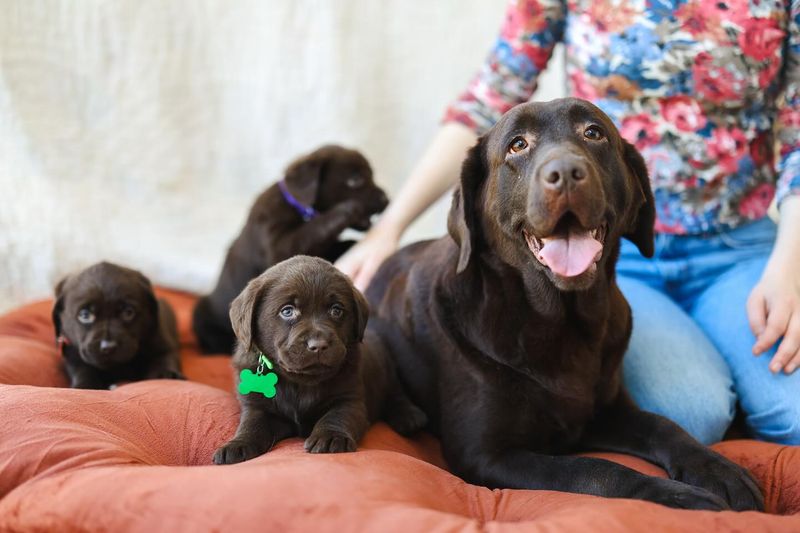 Labrador Retriever