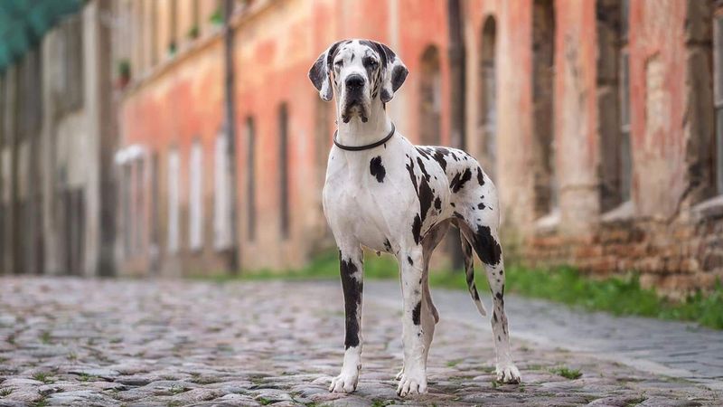 Great Dane