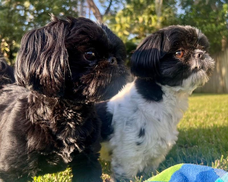 Shih Tzu