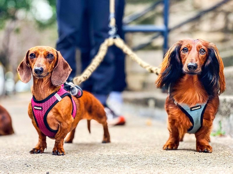 Dachshund