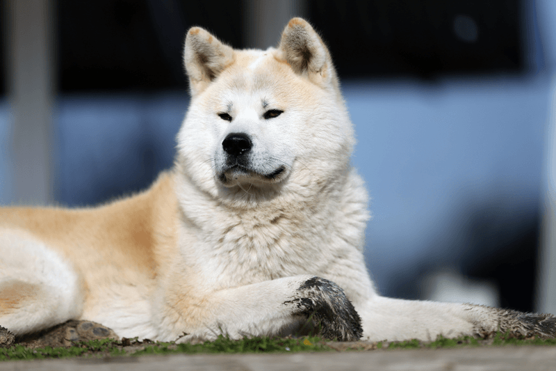 Akita