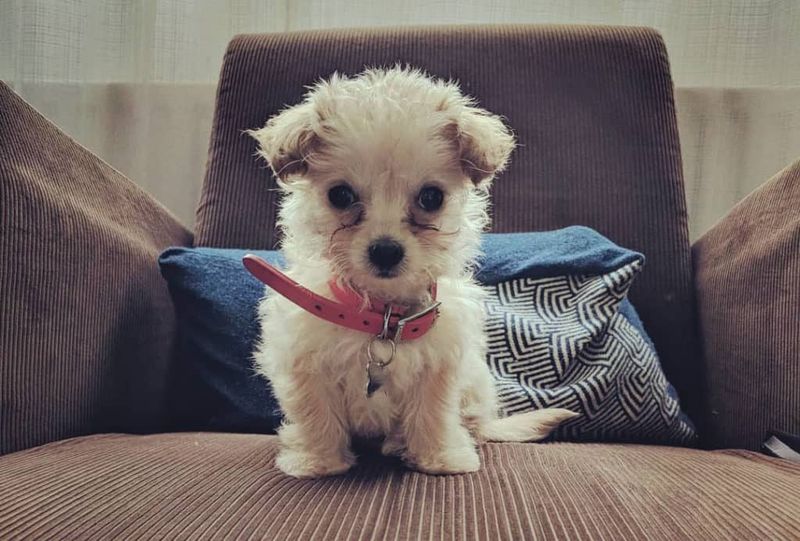 Chipoo