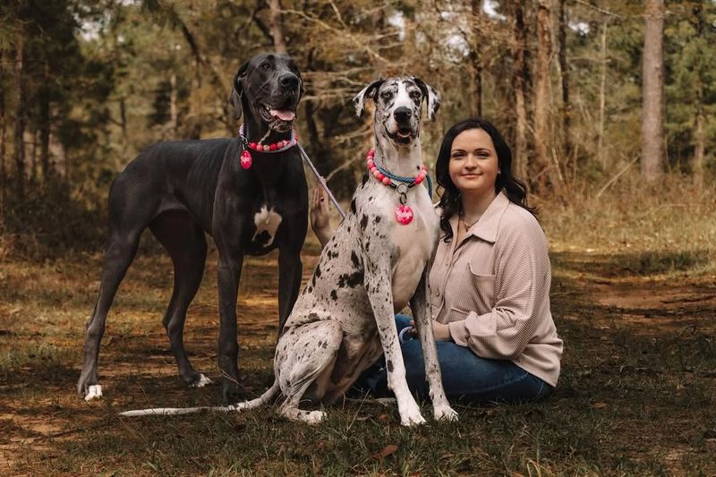Great Danes