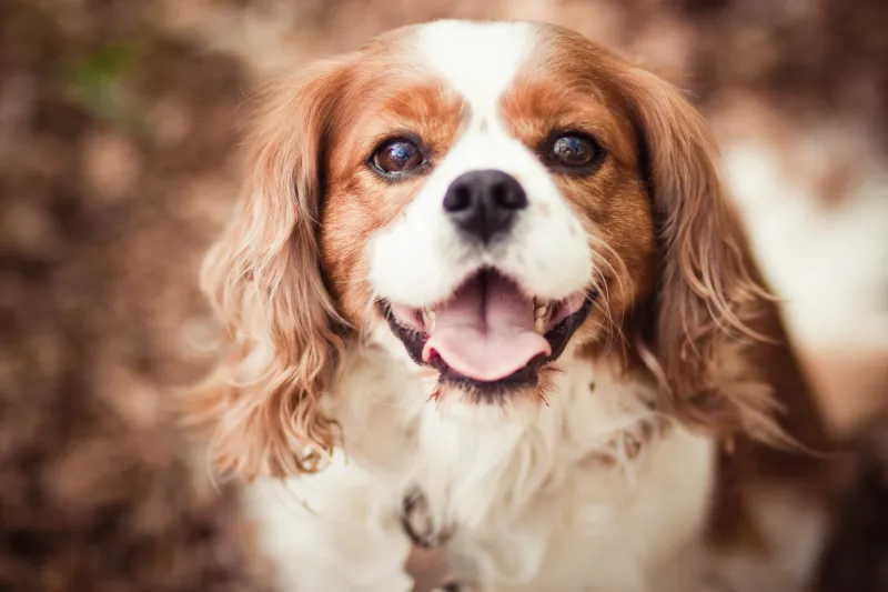 Breed 3: Cavalier King Charles Spaniel