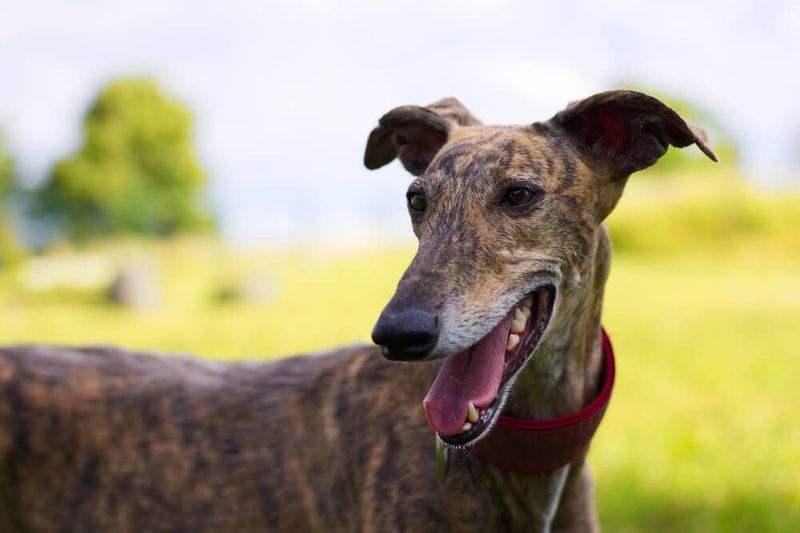 Breed 5: Greyhound