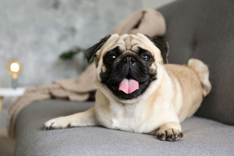 Breed 6: Pug