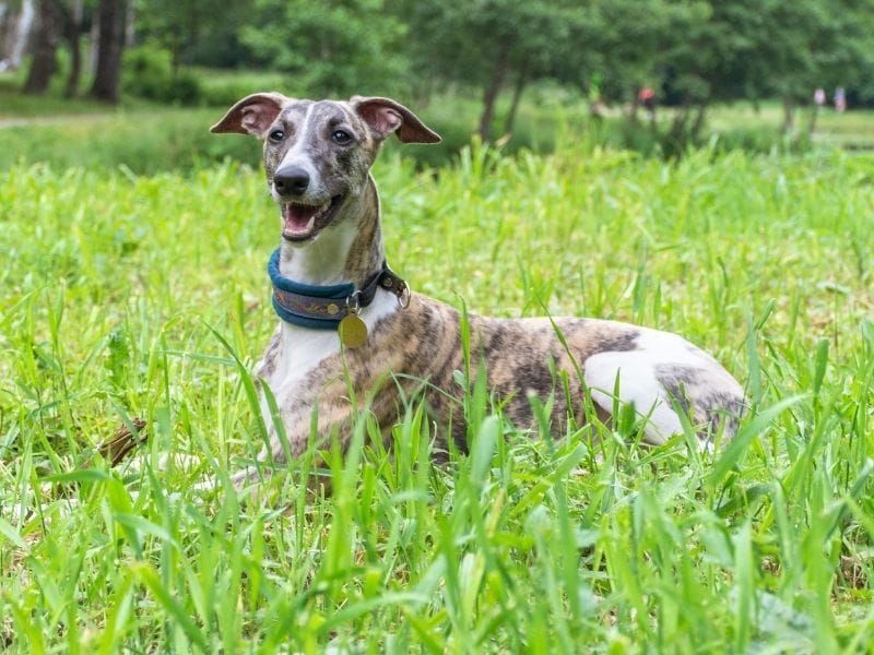 Breed 7: Whippet