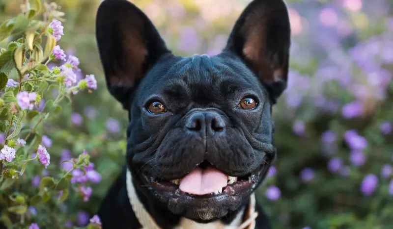 Breed 8: French Bulldog