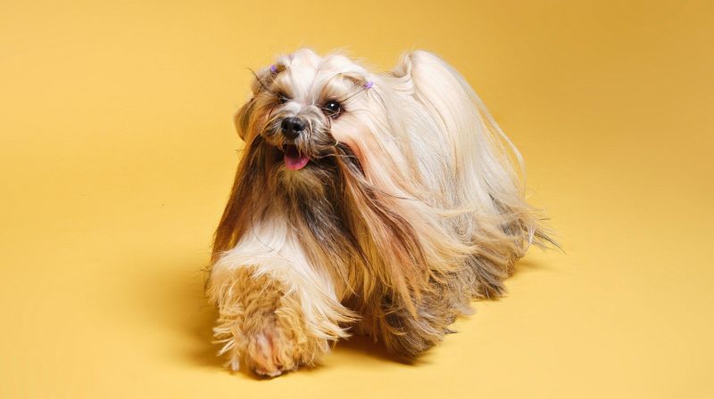 Breed 9: Lhasa Apso