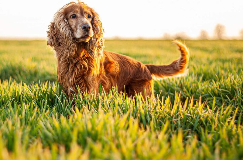 Breed 10: Cocker Spaniel