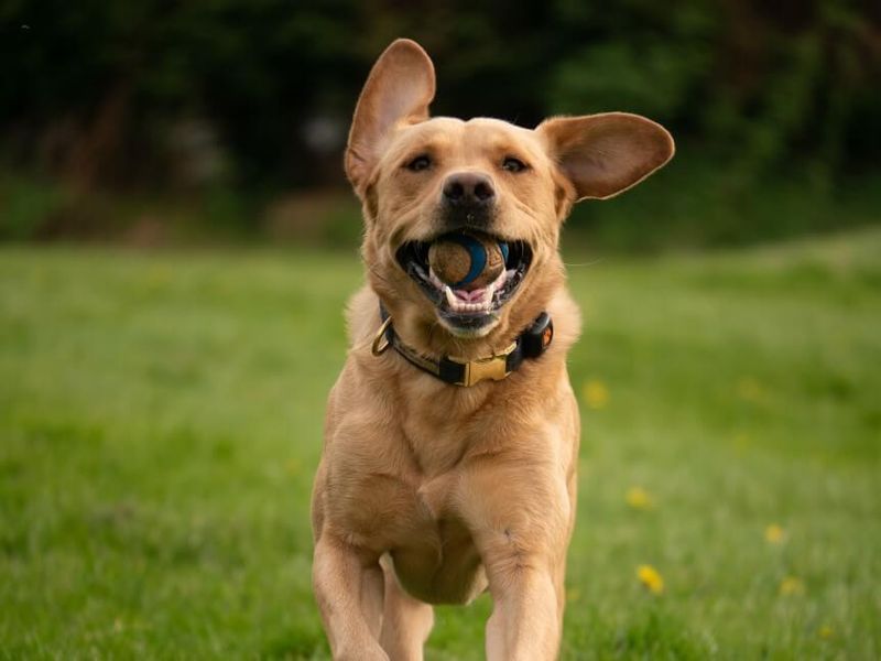Playful Behavior