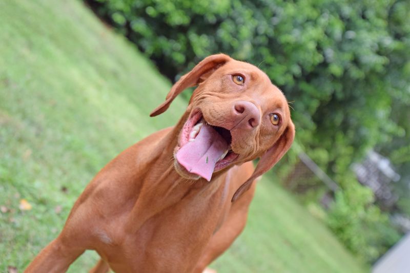 Vizsla