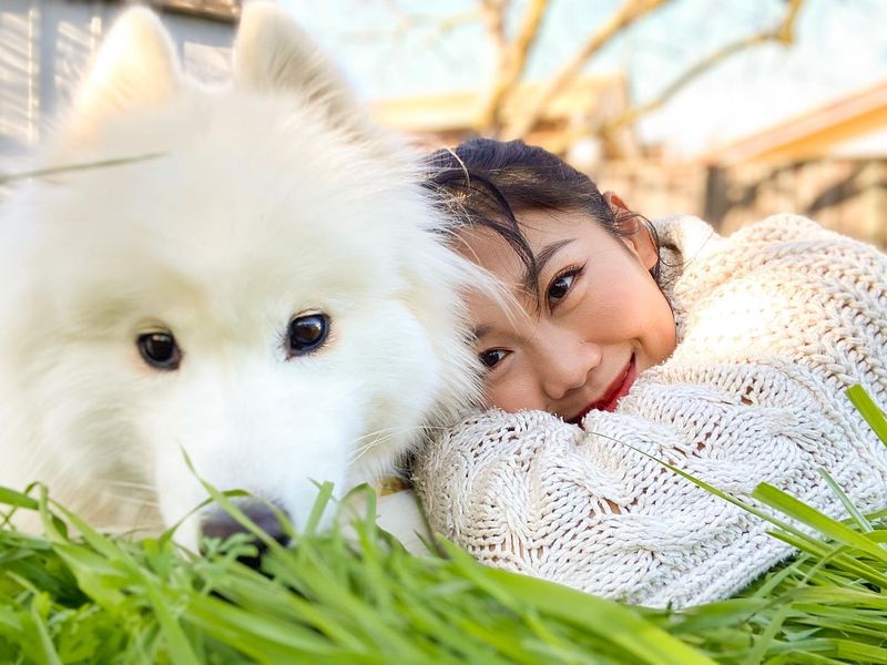 Samoyed
