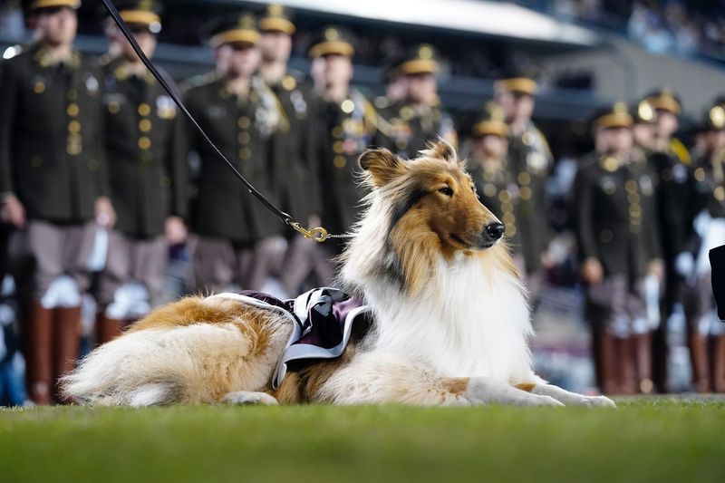 Collie